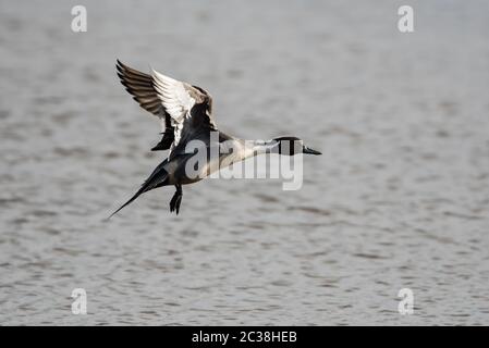 Homme de Northern Pintail en vol. Son nom latin est Anas acuta. Banque D'Images