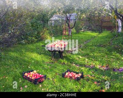 Caisses et brouette pleines de pommes mûres juteuses dans un verger de village. Soleil automne jour après la récolte. Cultivar Melba. Mise au point douce sélective. Banque D'Images