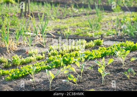 Jeunes plantes de kohlrabi avec d'autres légumes en arrière-plan sur une zone ensoleillée Banque D'Images