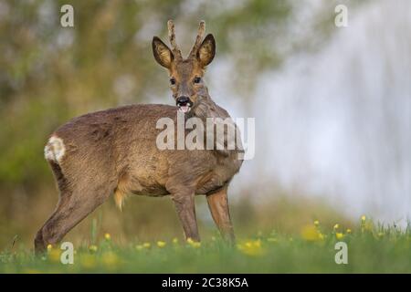 Roe Deer yearling toilettage sur un pré avec Dandelion Banque D'Images