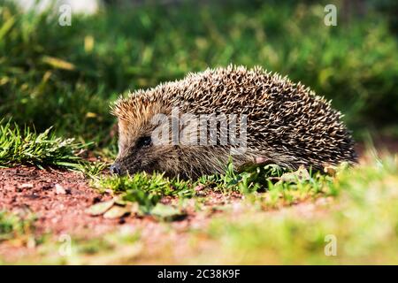 Hérisson européen ou hérisson commun dans l'environnement. Son nom latin est erinaceus europaeus Banque D'Images