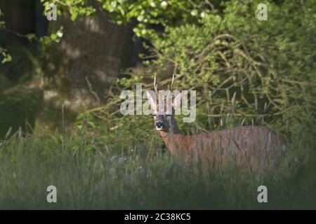 Le buck de cerf ROE en changement de manteau se tient en regardant attentivement le bord de la forêt Banque D'Images
