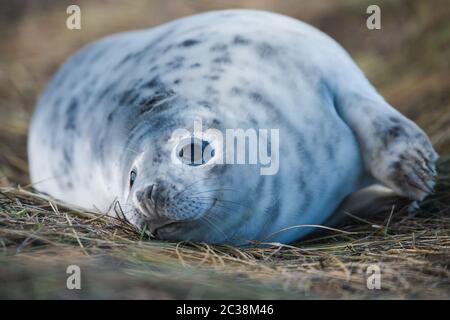 Chiot de phoque gris. Les phoques gris viennent en hiver sur la côte pour donner naissance à leurs petits près des dunes de sable. Banque D'Images