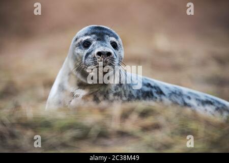 Chiot de phoque gris. Les phoques gris viennent en hiver sur la côte pour donner naissance à leurs petits près des dunes de sable. Banque D'Images