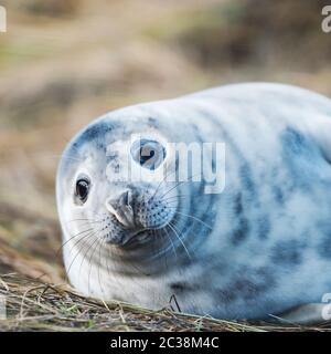 Chiot de phoque gris. Les phoques gris viennent en hiver sur la côte pour donner naissance à leurs petits près des dunes de sable. Banque D'Images