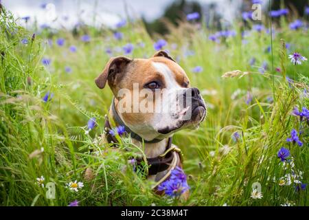 Bulldog dans un champ de fleurs Banque D'Images