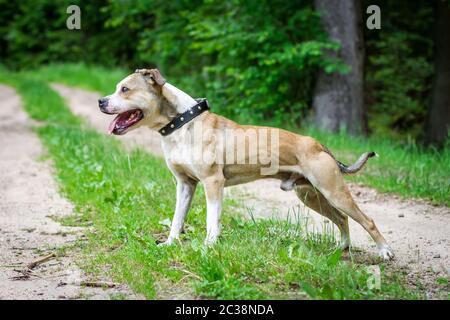 Bull-terrier américain de mine Banque D'Images