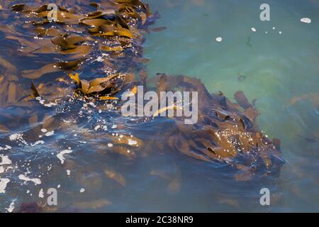 Algue brune dans l'eau bleue à Cape Town, Afrique du Sud. Banque D'Images