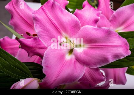 Close-up of pink liles de fleurs. Noms communs pour l'espèce de ce genre : fairy lily rainflower zephyr lily lily lily Atamasco magique et la pluie li Banque D'Images