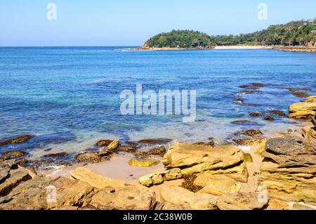 Arbre généalogique de chou sur la baie de Sydney plages du nord à Manly est une réserve aquatique - Sydney, NSW, Australie Banque D'Images