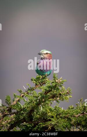 Lilac-breasted roller tourne la tête sur buisson Banque D'Images