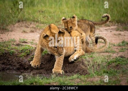 Lion cub mord un autre sitting by pool Banque D'Images