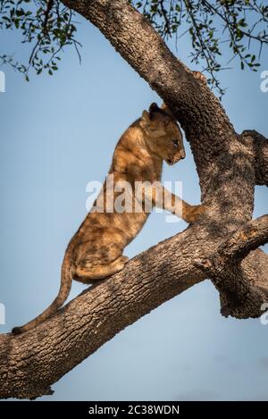 Lion cub grimpe arbre sous ciel bleu Banque D'Images