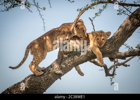 Lion cub monte passé un autre sur branch Banque D'Images