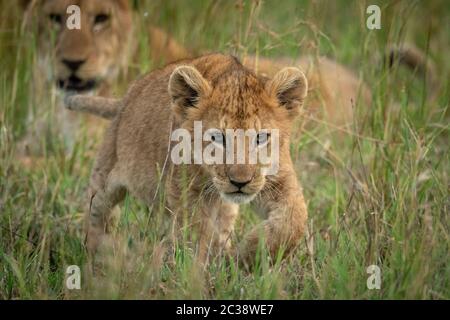 Lion cub traverse l'herbe avec mère derrière Banque D'Images