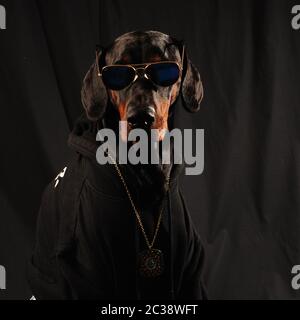 Doberman Diezel a l'air plus frais que le plus cool. Banque D'Images