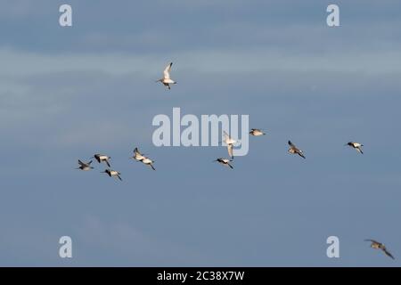 Godwit à queue de bar en vol dans le ciel. Leur nom latin est Limosa lapponica Banque D'Images