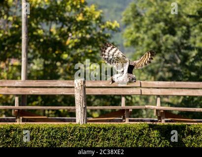 Milandes, France - le 4 septembre 2018 : le spectacle de rapaces au Château des Milandes, un château en Dordogne, Aquitaine, France Banque D'Images