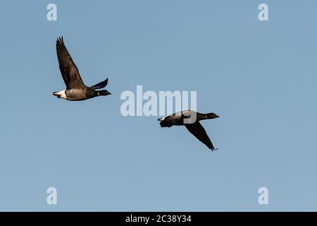 Paire de Brent Goose en vol dans un ciel. Leur nom latin est Branta bernicla. Banque D'Images