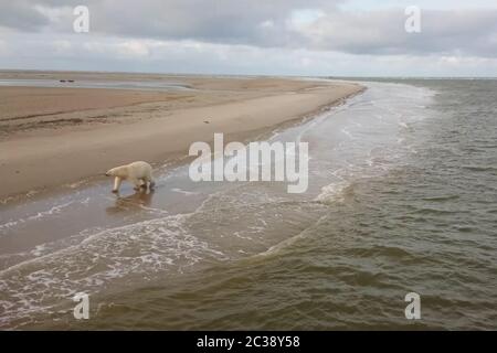 Ours polaire sur le bord de mer dans la toundra. Banque D'Images