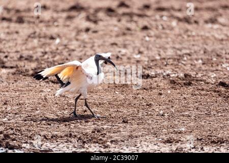 L'ibis sacré sur le sol. Threskiornis aethiopicus. Oiseau commun dans tout le continent africain. Bahir Dar, l'Ethiopie safari wildlife Banque D'Images