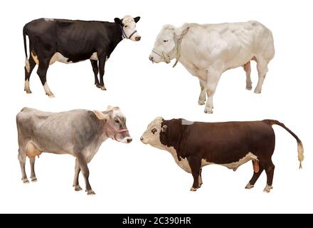 animal de compagnie de vache mammifère quatre pièces isolées sur fond blanc, agriculture Banque D'Images