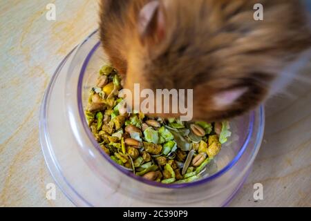 Hamster syrien manger dans un bol alimentaire Banque D'Images