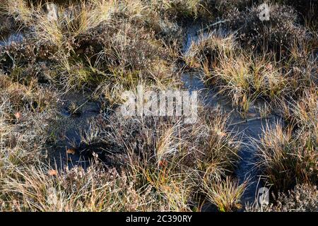 Moor yeux dans le Black Moor dans la Rhön, Haute Bavière, Allemagne Banque D'Images