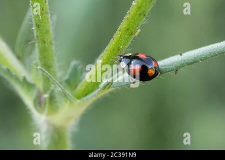 Ladybird corps noir brillant avec quatre points rouges sur les boîtiers d'aile et un marquage blanc de chaque côté derrière la tête. Petit coléoptère qui se nourrit d'pucerons en été Banque D'Images