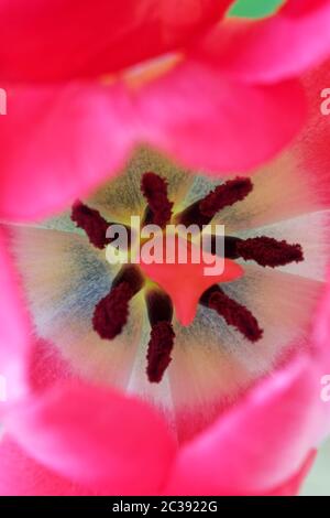 Directement au-dessus de la vue de l'anthère avec le pollen et la stigmatisation de la fleur de tulipe rose Banque D'Images