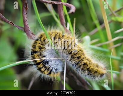 une larve d'araignées blackberry cachée dans l'herbe Banque D'Images