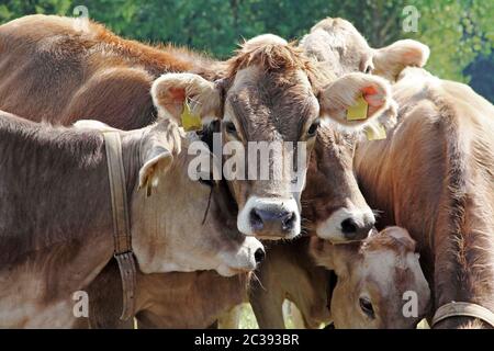 Curieux jeunes bovins bruns sur un pré en Bavière. Drôle de jeunes vaches Banque D'Images