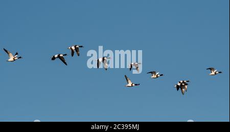 Troupeau de canards de surface en vol dans le ciel. Leur nom latin est Tadorna tadorna. Banque D'Images