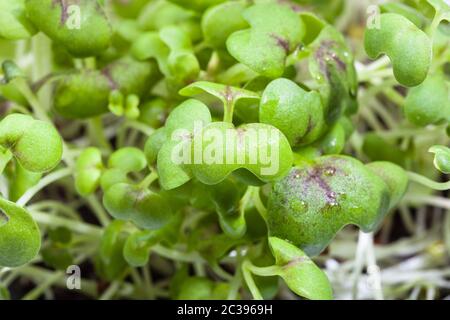 Fond naturel - feuillage vert de la moutarde cress close up Banque D'Images