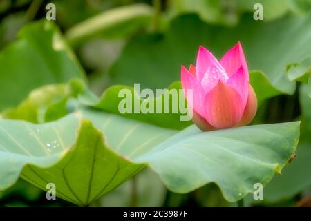 Fleur rose de lotus en fleurs en été Banque D'Images