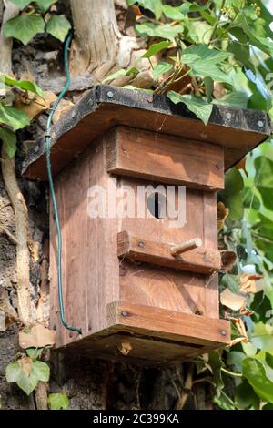 Une boîte de nidification en bois pour oiseaux chanteurs est bien camouflée sur un tronc d'arbre Banque D'Images