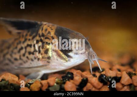 un poisson-chat de réservoir se trouve sur le gravier dans l'aquarium Banque D'Images