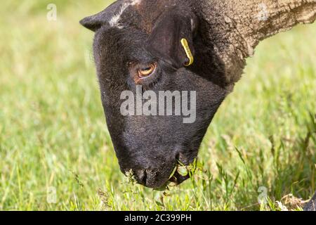 Le mouflon de Suffolk paître dans les plaines inondables près de la rivière Nene, Northampton, Angleterre, Royaume-Uni. Banque D'Images