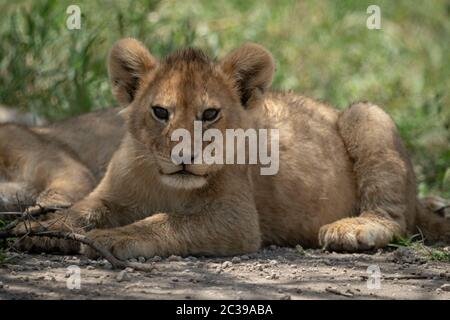 Lion cub se trouve sur la terre regarder camera Banque D'Images