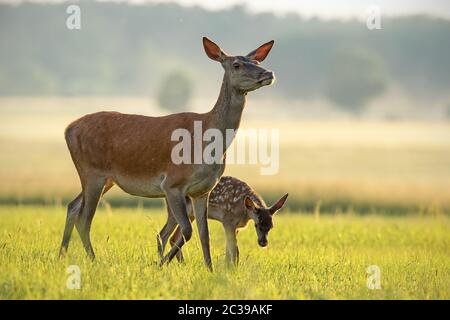 Red Deer hind et son veau balade au coucher du soleil. La mère et l'enfant animal dans la nature. La famille de la faune. Cerfs femelle protège ses petits. Banque D'Images