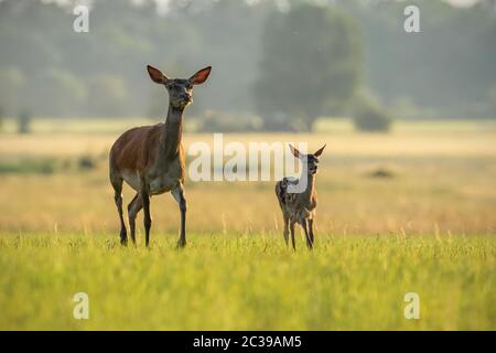 Red Deer hind et son veau balade au coucher du soleil. La mère et l'enfant animal dans la nature. La famille de la faune. Cerfs femelle protège ses petits. Banque D'Images