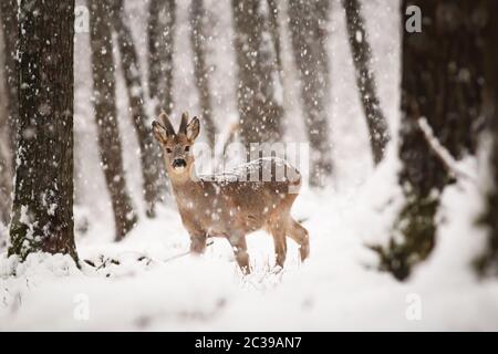 Cerf de Virginie, caperole caperole, buck avec bois recouvert de velours debout dans la forêt d'hiver avec de la neige tombant autour. Animal sauvage regardant l'appareil photo i Banque D'Images