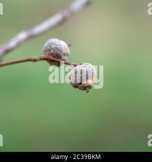 Fruits d'une politique commune de chêne (Quercus robur) en hiver Banque D'Images