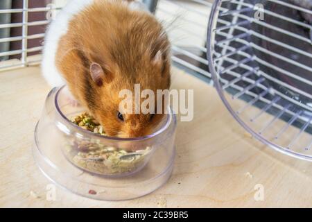 Hamster syrien manger dans un bol alimentaire Banque D'Images