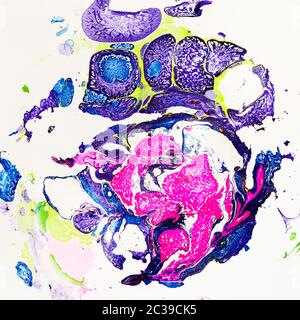 Art minimaliste - spots abstraits fabriqués à la main en tapant des pigments roses et bleus sur du papier à partir de la surface aqueuse en technique d'Ebru (marbrures de papier) Banque D'Images