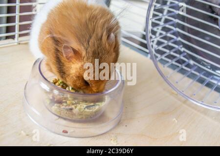 Hamster syrien manger dans un bol alimentaire Banque D'Images