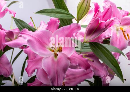 Close-up of pink liles de fleurs. Noms communs pour l'espèce de ce genre : fairy lily rainflower zephyr lily lily lily Atamasco magique et la pluie li Banque D'Images