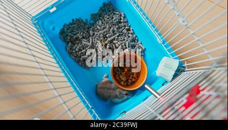 Vue de dessus du hamster à l'intérieur de la cage Banque D'Images