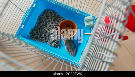 Vue de dessus du hamster à l'intérieur de la cage Banque D'Images