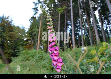 Foxgloves (digitalis) fleurs sauvages dans les bois près de Westerham, Kent, à Hosey Common. Plante toxique mais avec un produit chimique médicinal. V populaire avec les abeilles Banque D'Images